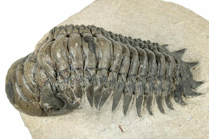Detailed Crotalocephalina Trilobite - Atchana, Morocco #252412